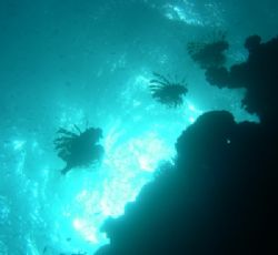 3 lionfish taken at Nabq Park, Sinai with Nikon Coolpix 4... by Nikki Van Veelen 